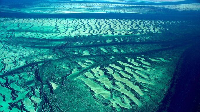 Seagrass