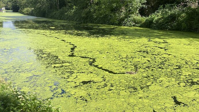 Duckweed in canal with duck moving through