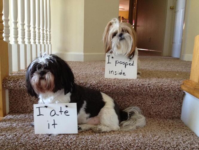 dog_shaming_is_not_big_or_clever