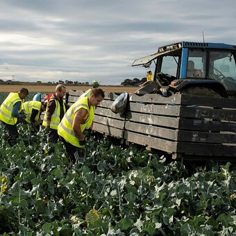 Eastern European seasonal farm workers harvesting broccoli on Easter Grangemuir farm