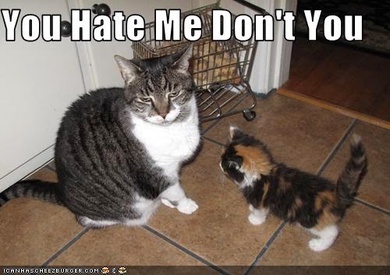 lolcat___you_hate_me_don_t_you