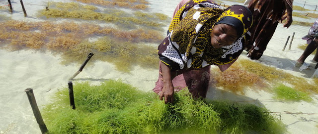 Seaweed-big-landscape