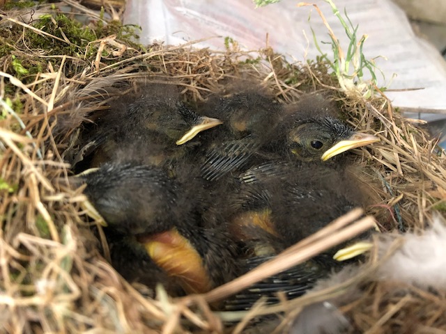 Chicks01